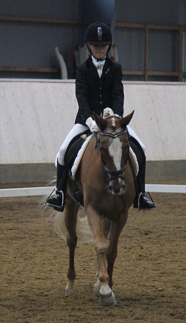 Anden særlig race Beauty  - Da vi var på opvarmning var hun næsten halt og så kommer du og giver alt hvad du har det var meget sejt 1 plads 73% Første LC3 på hende i HERNING  billede 12