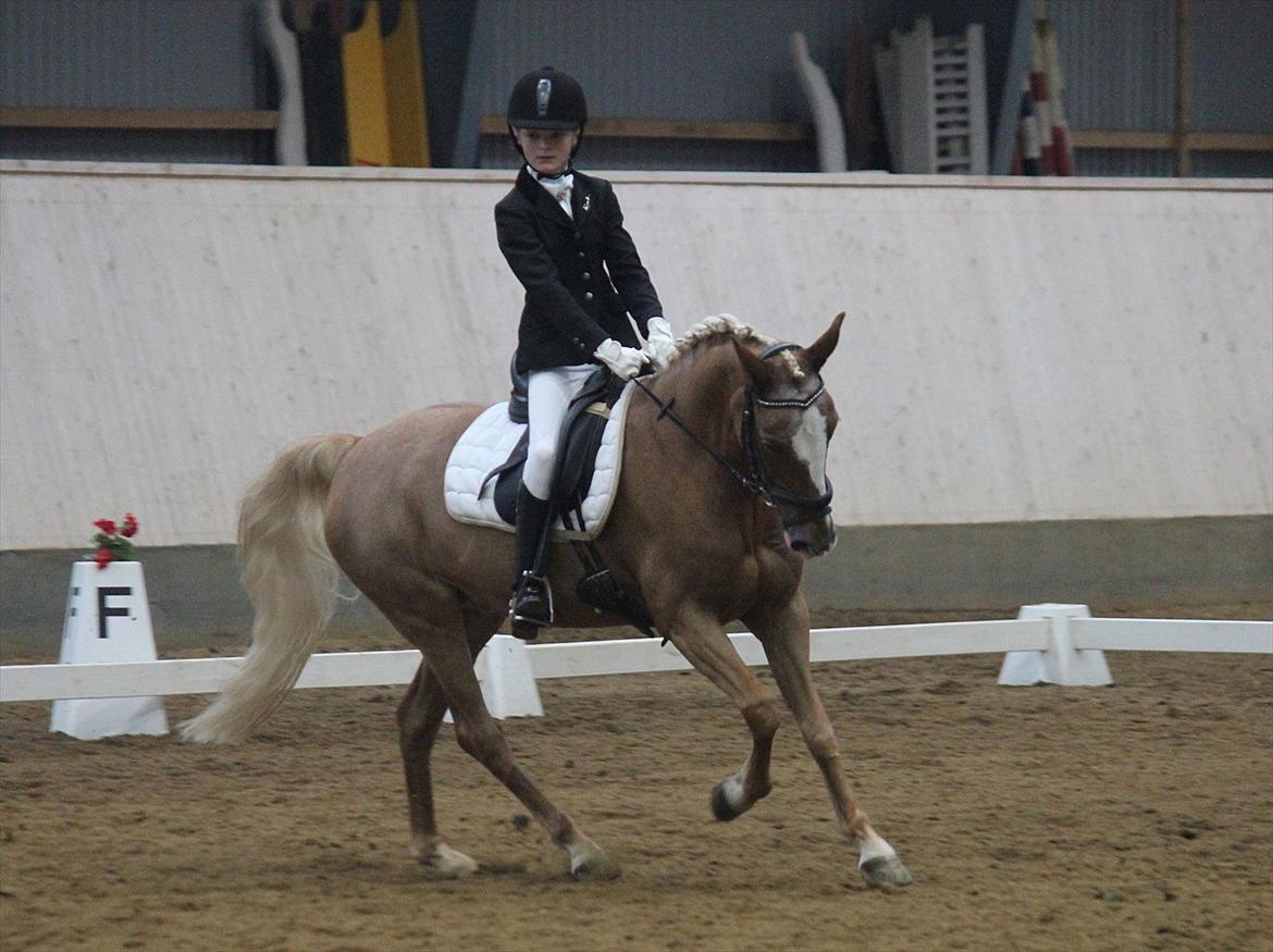 Anden særlig race Beauty  - Alt det du giver mig 
vores sidste stævne på Herning 1 plads 
'tak fordi du kiggede med lig gerne en kommentar så bliver vi glade billede 13