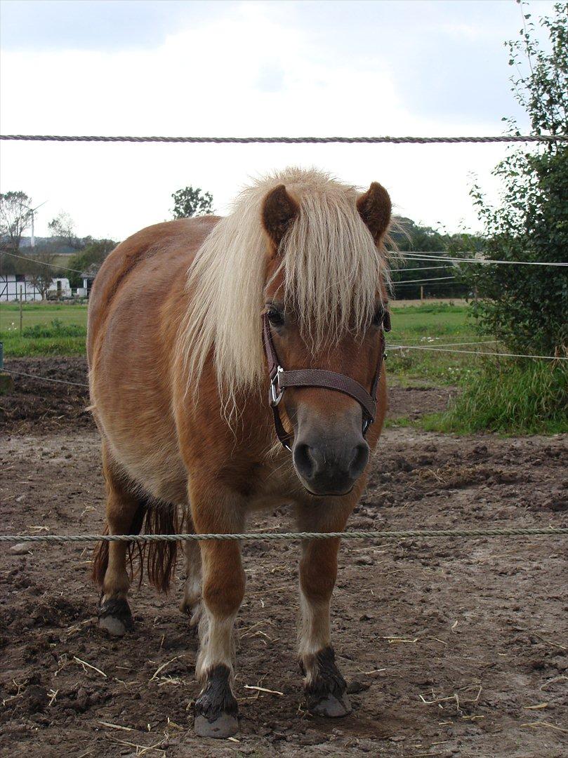 Shetlænder Ida á Nyborg billede 1