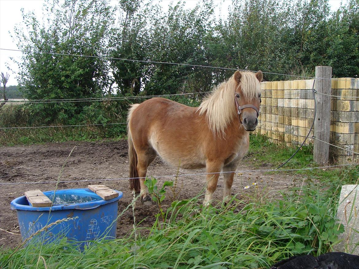 Shetlænder Ida á Nyborg billede 2