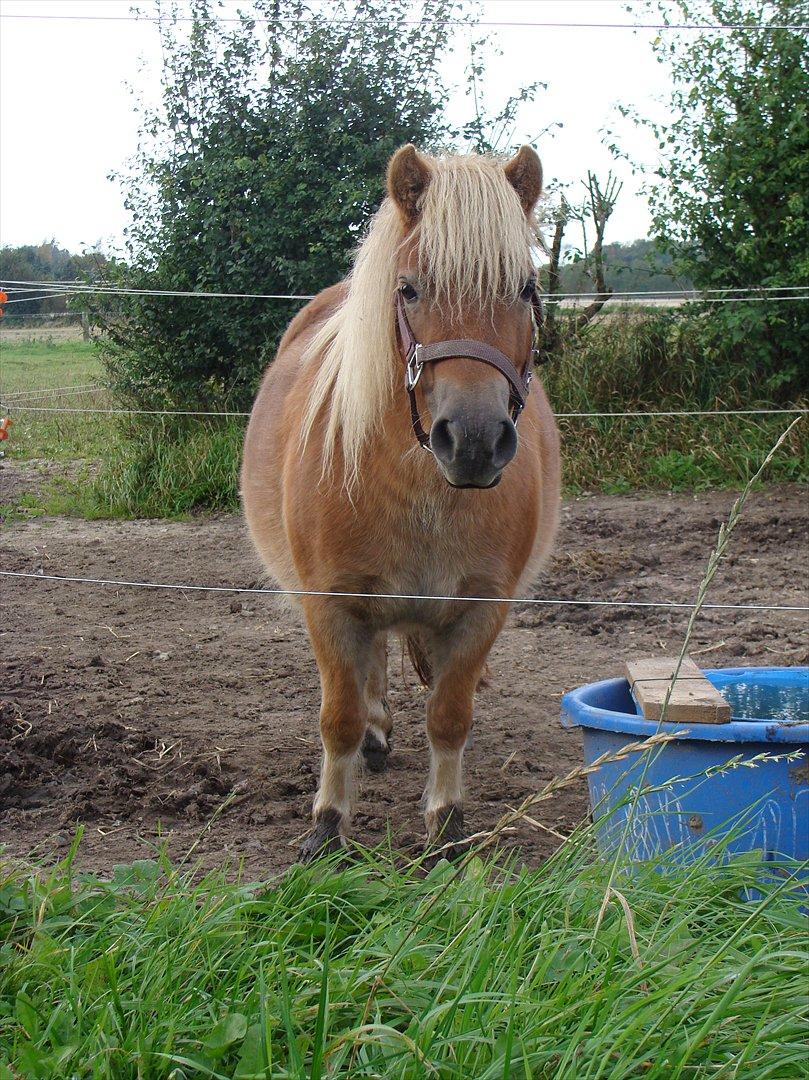 Shetlænder Ida á Nyborg billede 3