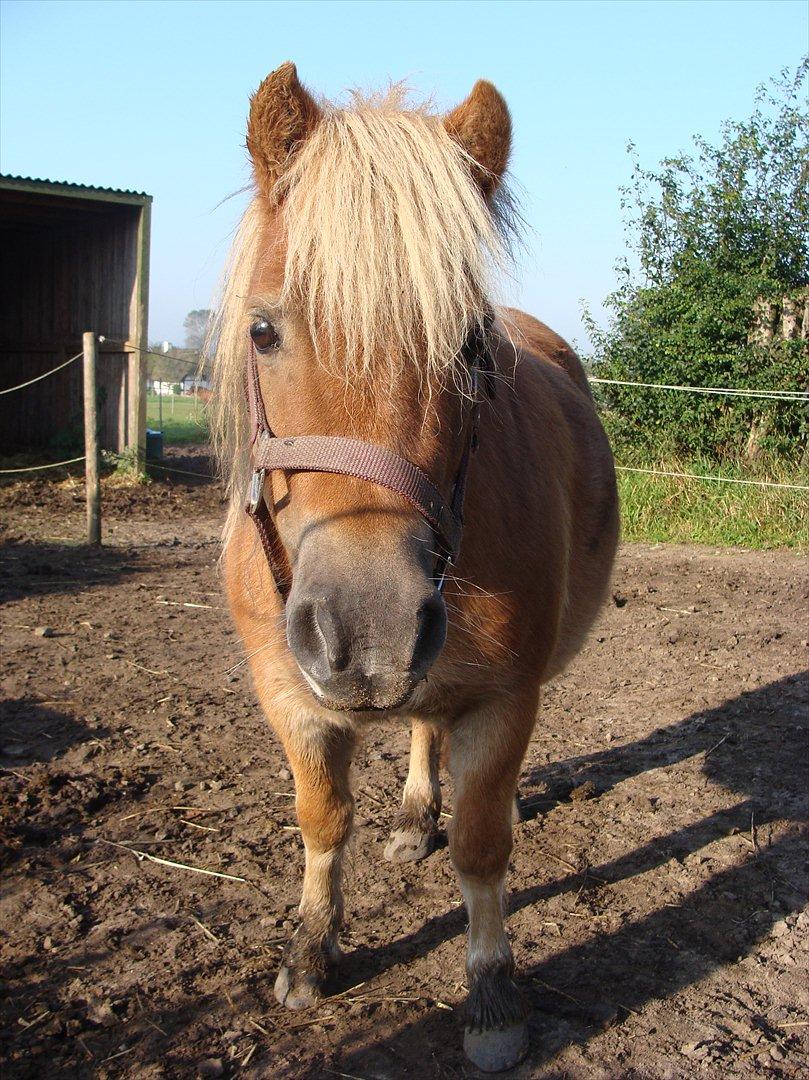 Shetlænder Ida á Nyborg billede 4