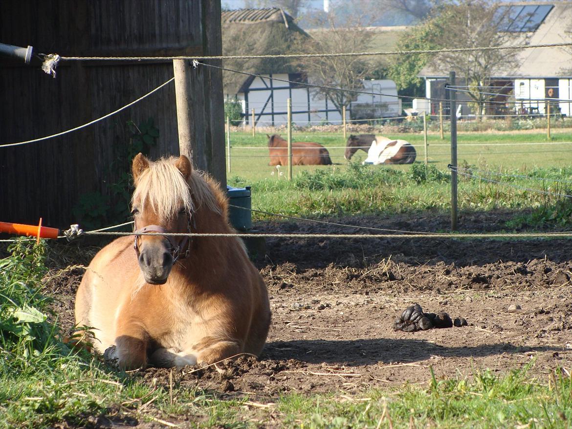 Shetlænder Ida á Nyborg billede 5