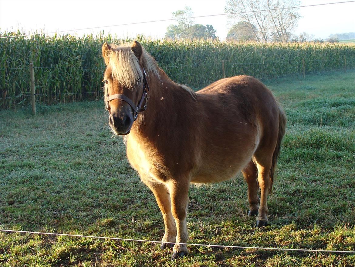 Shetlænder Ida á Nyborg billede 6