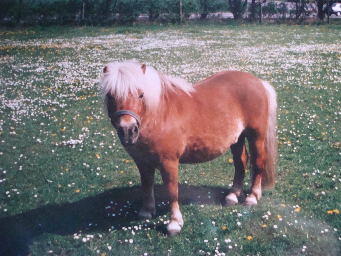 Shetlænder Ida á Nyborg - Ida's far Sartre billede 7