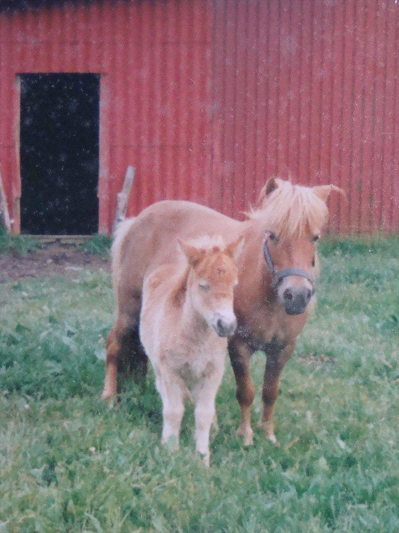Shetlænder Ida á Nyborg - Ida's mor Nikseline billede 8