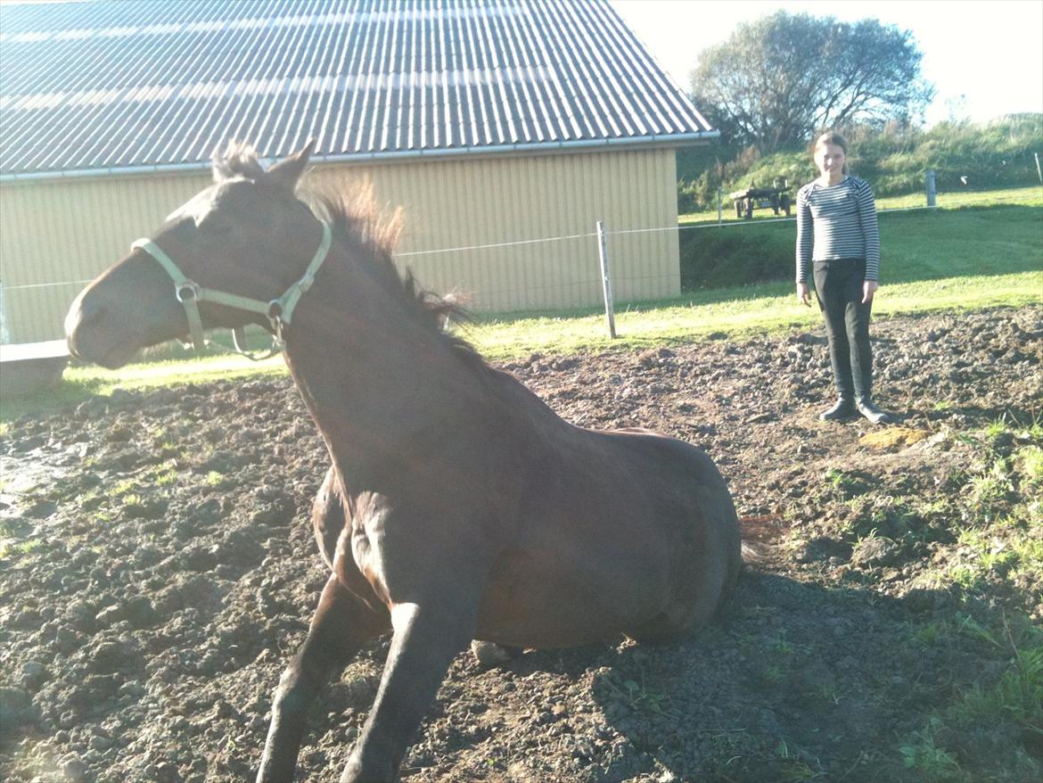 Anden særlig race Dacapo billede 7
