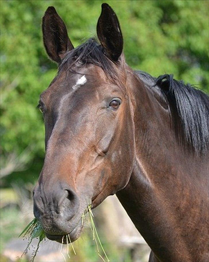 Dansk Varmblod Fyrstenborgs Travella billede 17