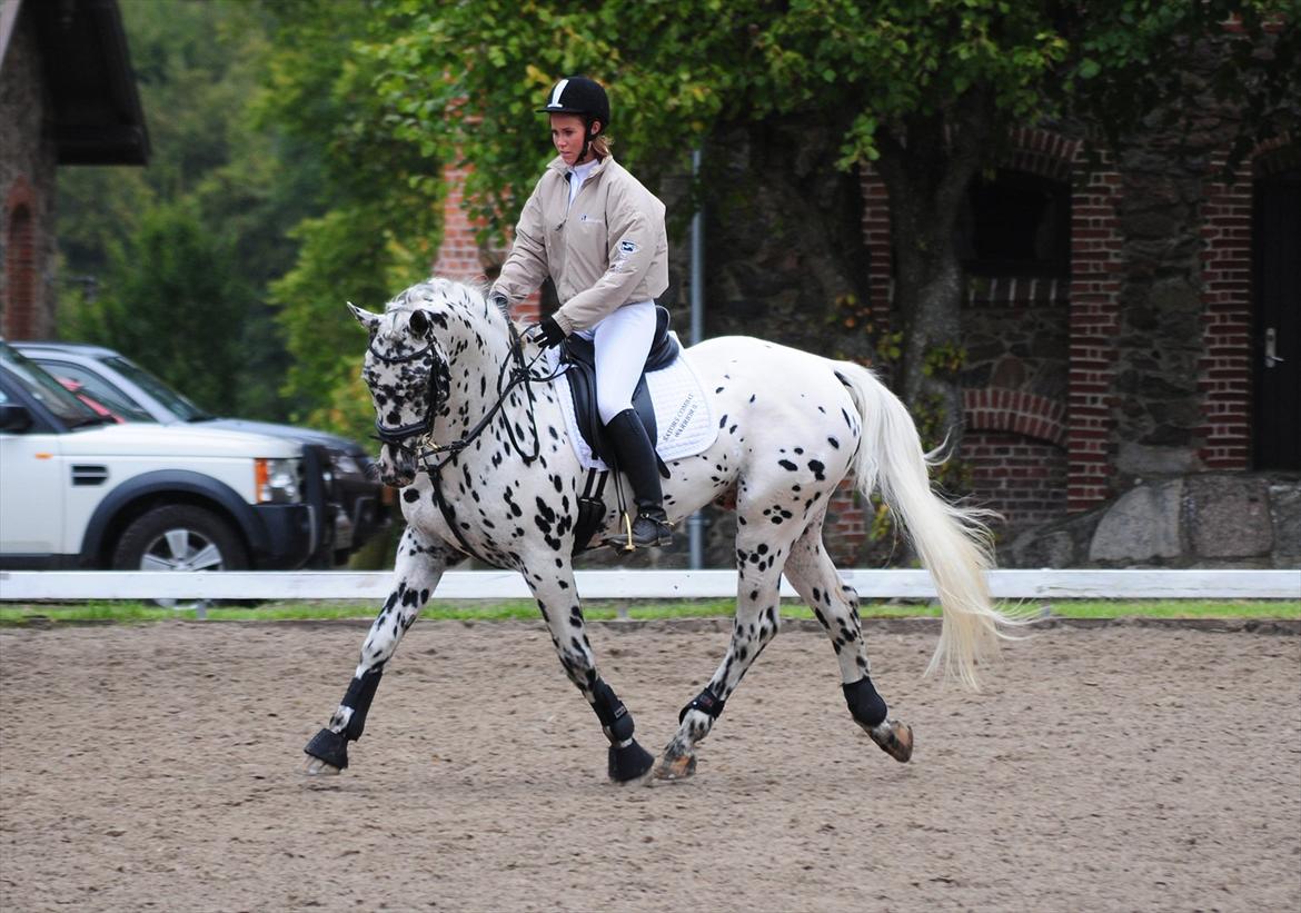Knabstrupper Sartors Combat Warrior II - Materialeprøve september 2011. Foto: Sanne Kolind billede 14