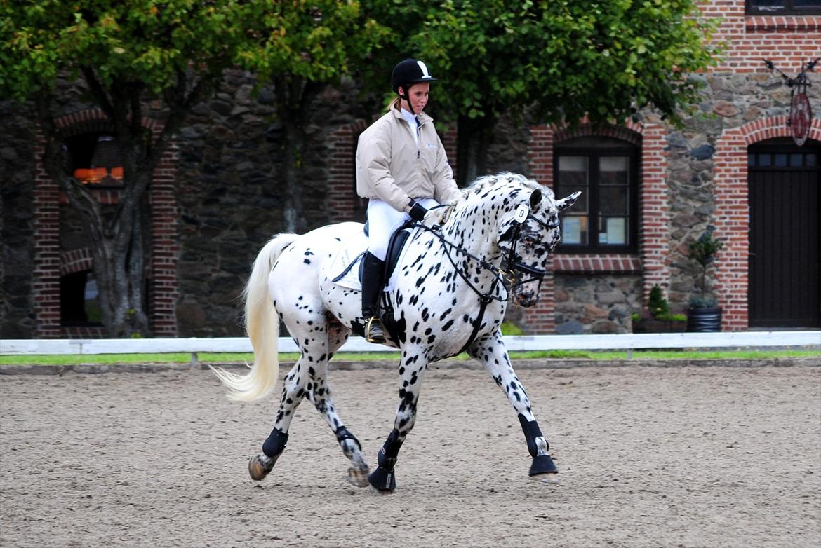 Knabstrupper Sartors Combat Warrior II - Materialeprøve september 2011. Foto: Sanne Kolind billede 2