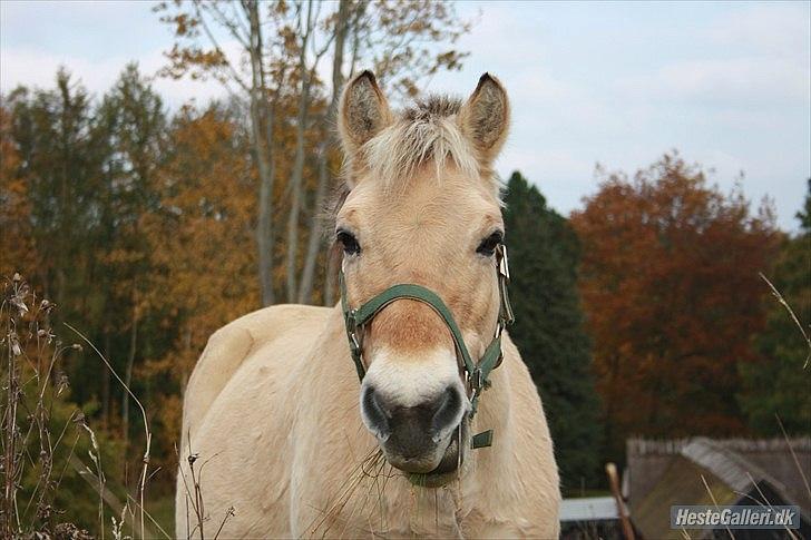 Fjordhest Raca | tidl. part | •R.I.P.• altid elsket - Der findes ikke nogen dejligere end dig!:'). jeg vil altid huske dig for at være det mest positive væsen!
//Foto: Frederikke billede 1