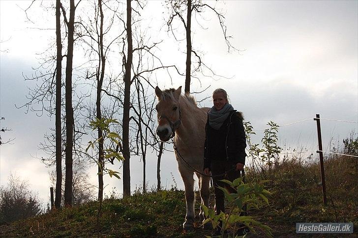 Fjordhest Raca | tidl. part | •R.I.P.• altid elsket - jeg elsker dig!
//Foto: Frederikke billede 15