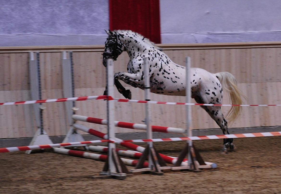 Knabstrupper Sartors Combat Warrior II - Materialeprøve september 2011. Foto: Sanne Kolind billede 16