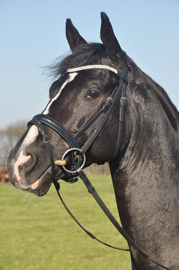 DSP Pomeroll SPH 189 billede 5