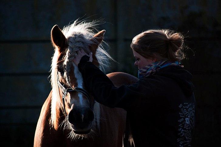 Haflinger † Gabora <3 † - Fotograf // SHT-foto - 23. oktober, 2011.. Gabora & mig i roundpennen.. billede 1