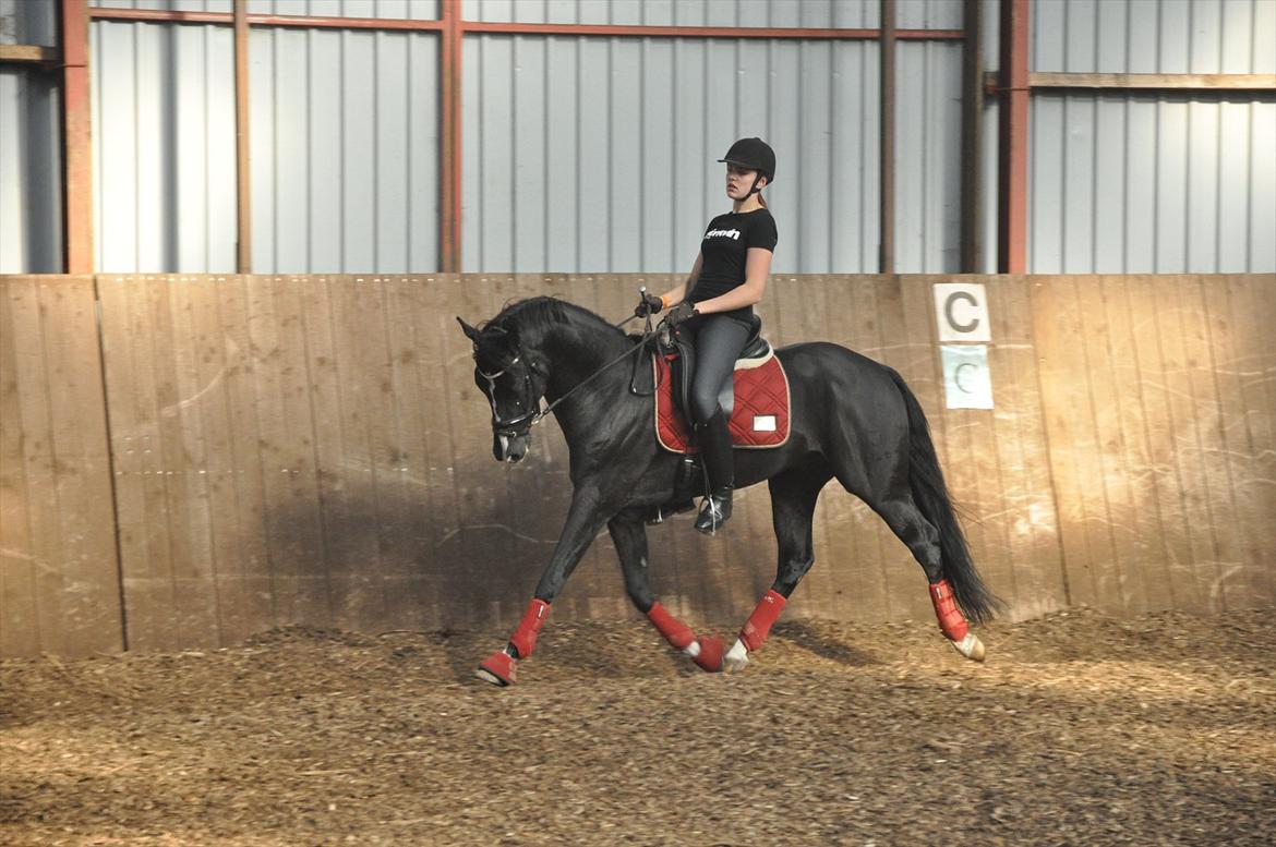 DSP Pomeroll SPH 189 billede 7