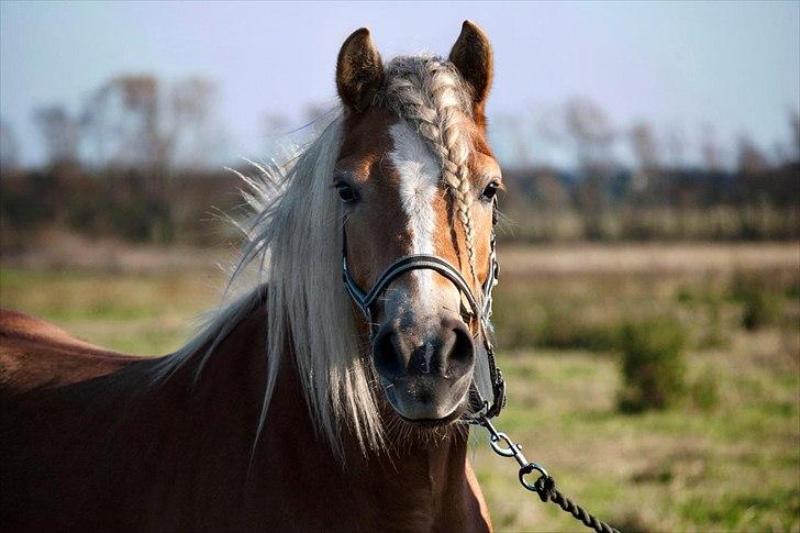 Haflinger † Gabora <3 † - Fotograf // SHT-foto - 23-10-2011, Tjek lige det udtryk! :D billede 6