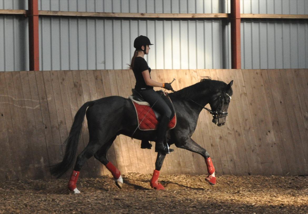 DSP Pomeroll SPH 189 billede 8