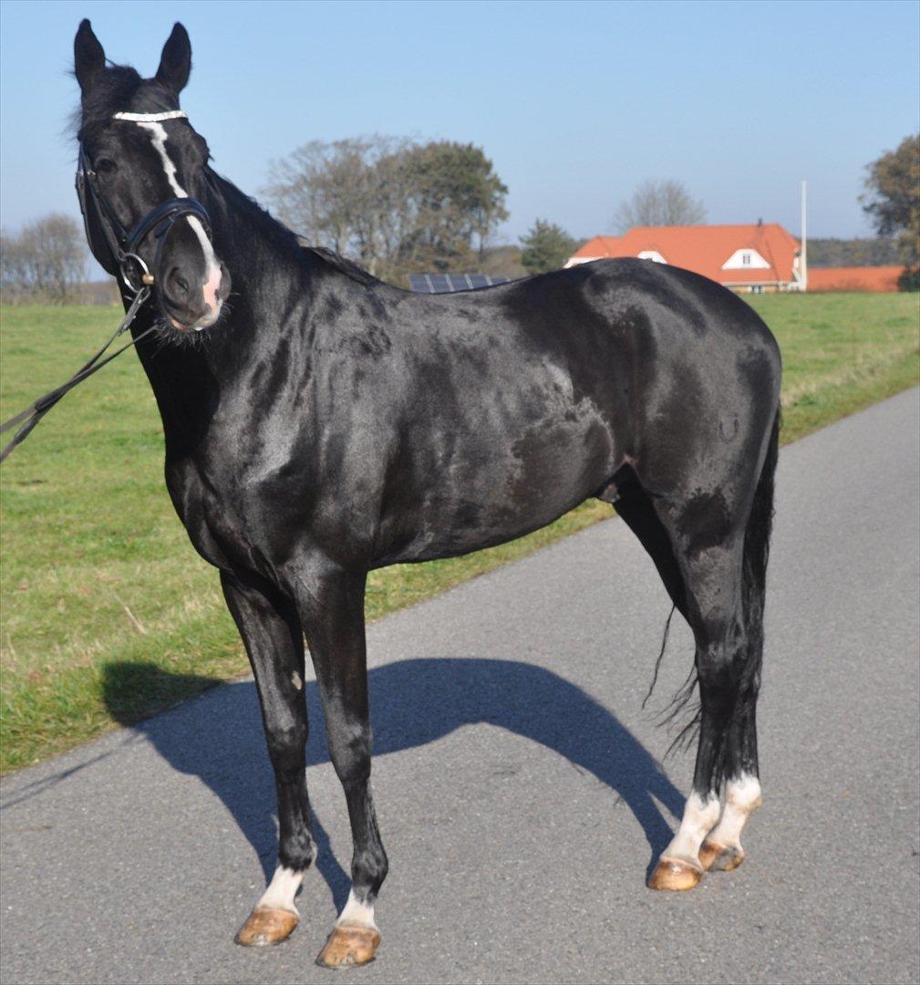 DSP Pomeroll SPH 189 billede 10