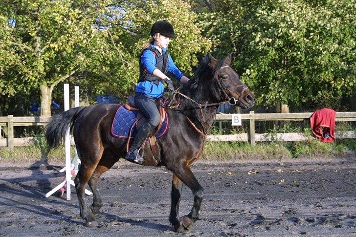 Anden særlig race Chago junior billede 18