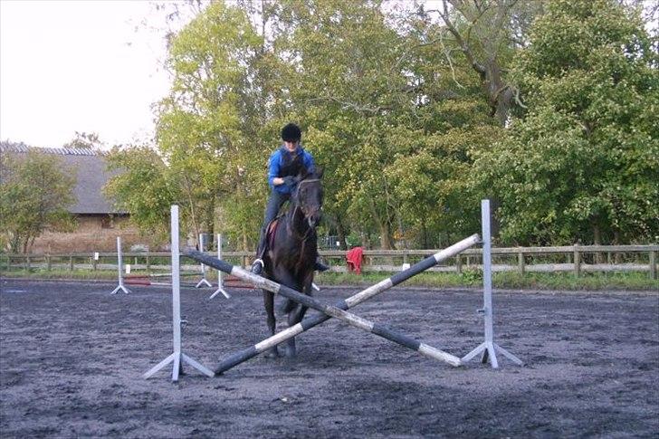 Anden særlig race Chago junior billede 19