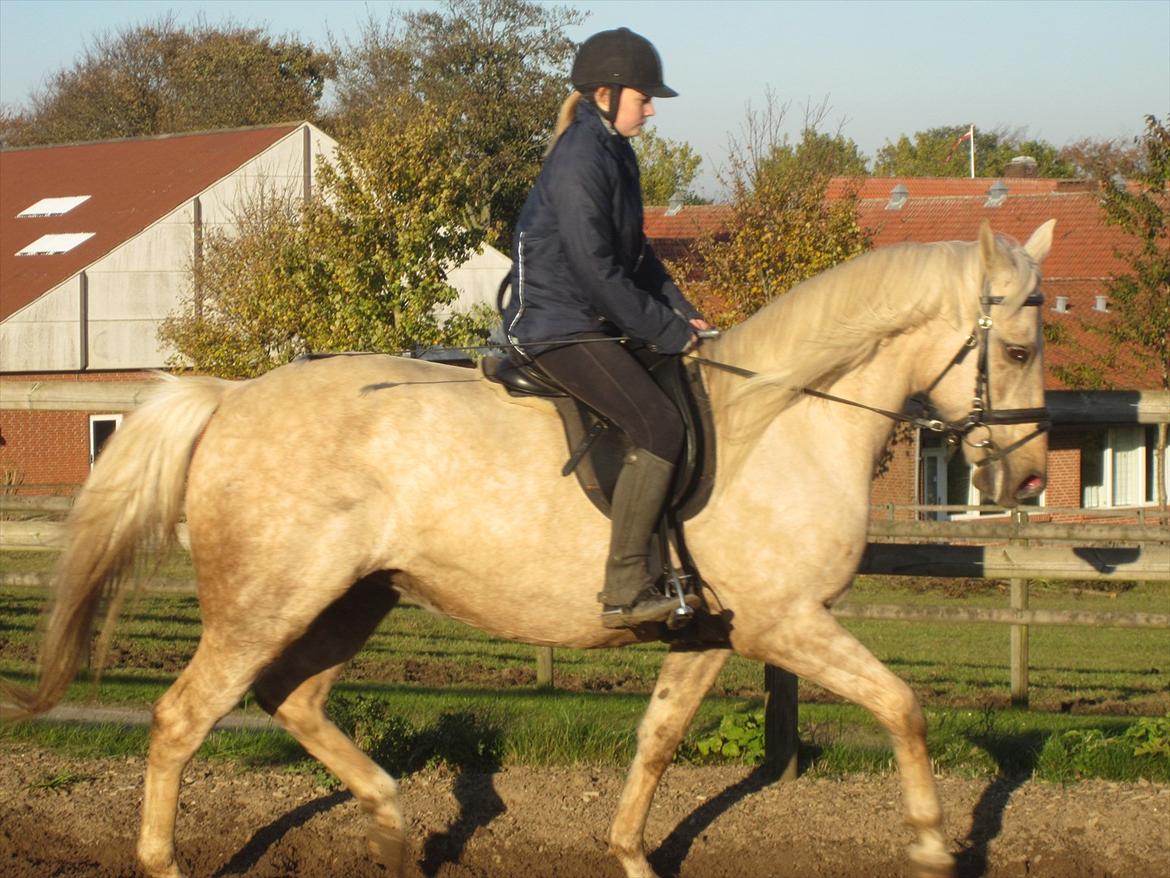 Palomino Frønsen - dejligt billede:)<3 billede 14