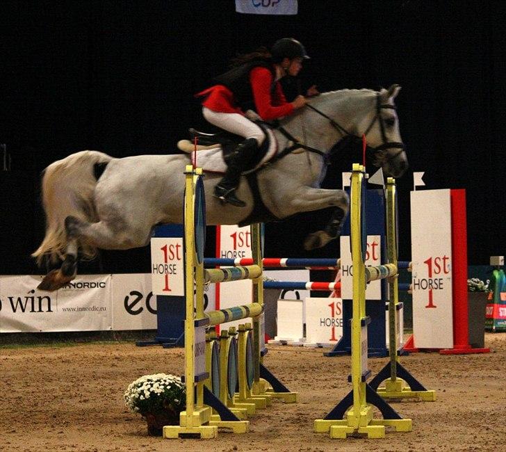 Hollandsk Sportspony Amigo A-pony - JBK horse show 2011  billede 1