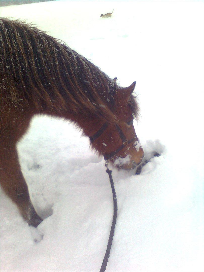 Islænder Sif fra Langbæk  billede 7