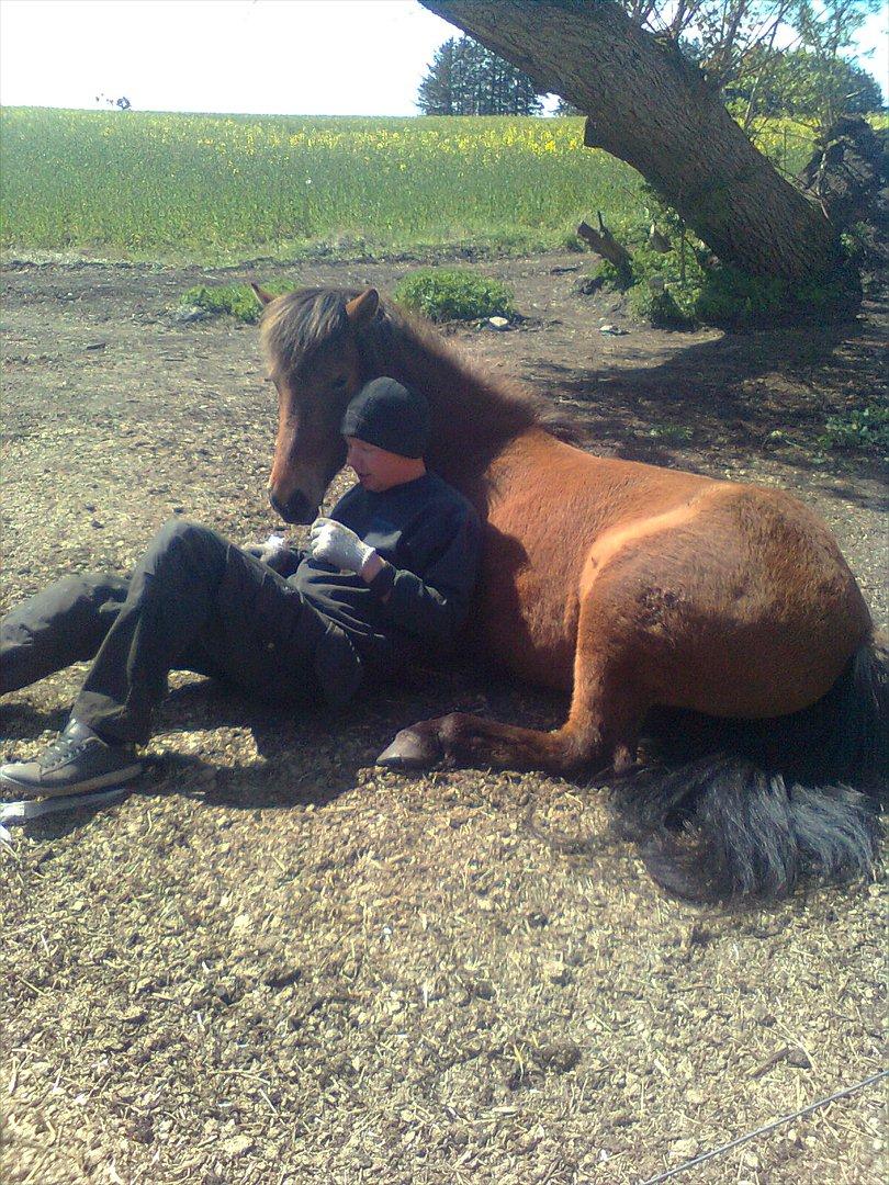 Islænder Sif fra Langbæk  billede 8