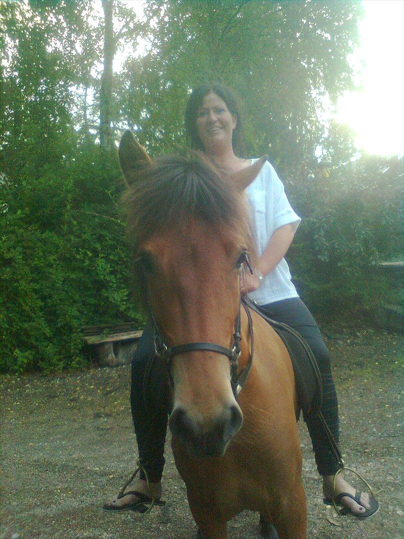 Islænder Sif fra Langbæk  billede 9