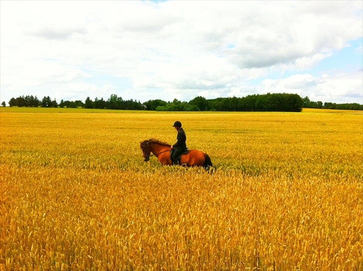 Islænder Sif fra Langbæk  billede 10