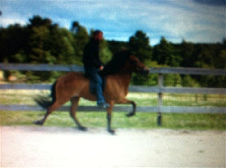 Islænder Sif fra Langbæk  billede 11