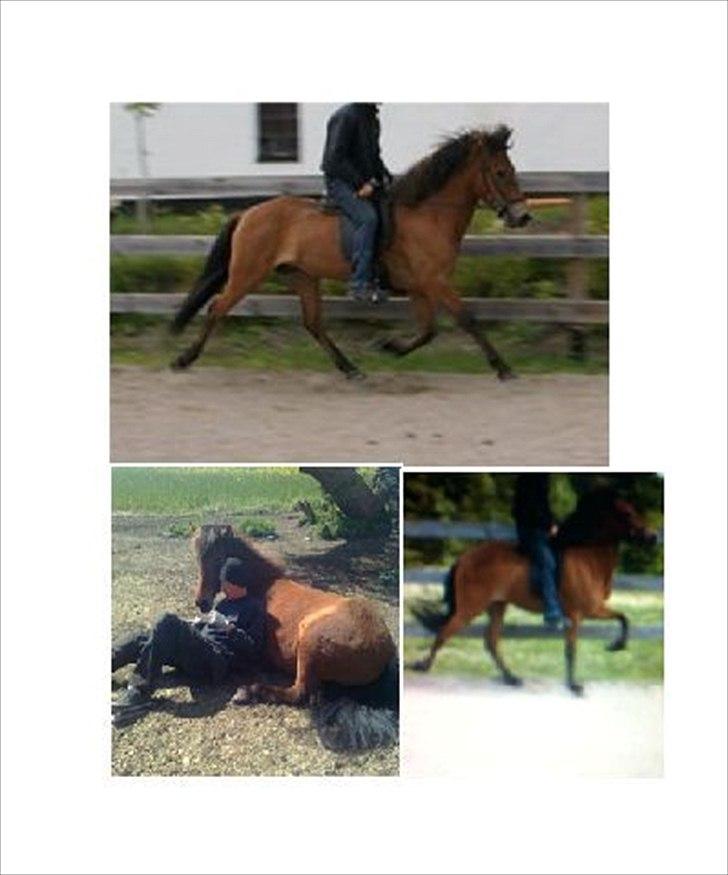 Islænder Sif fra Langbæk  billede 12