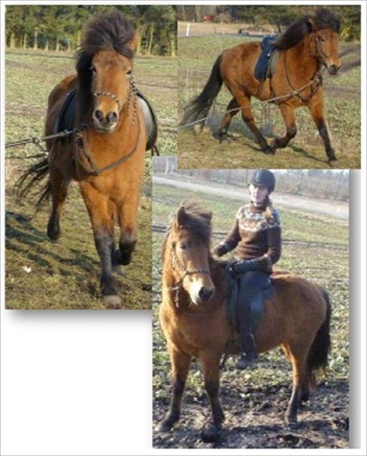 Islænder Sif fra Langbæk  billede 13