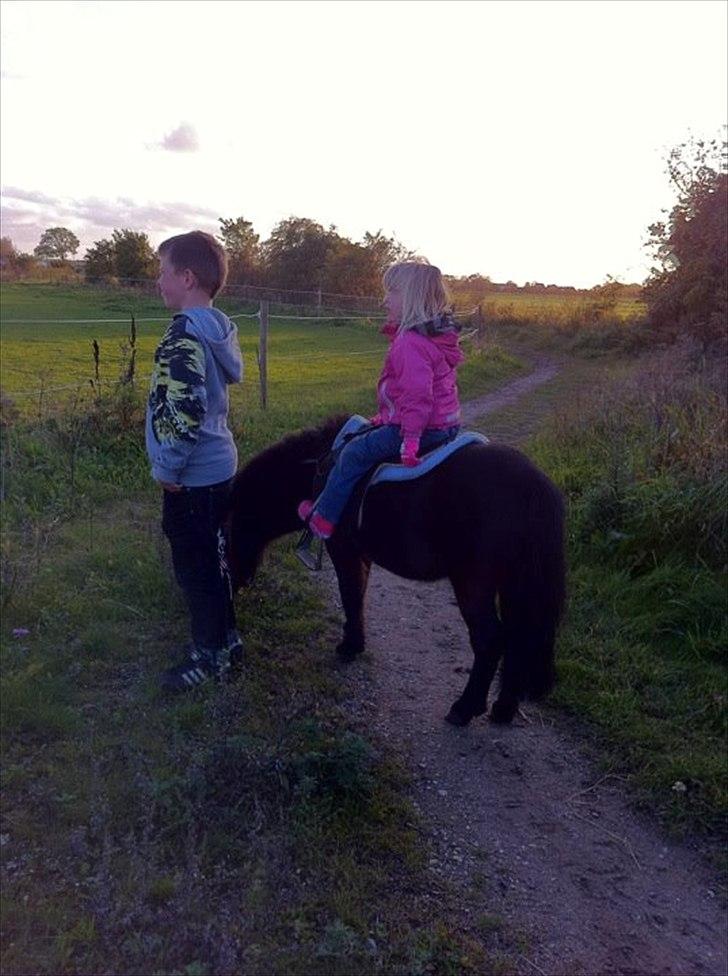 Shetlænder joachim billede 11