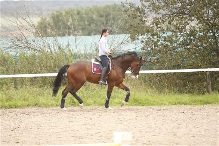 Tysk Varmblod                  Oman S billede 8