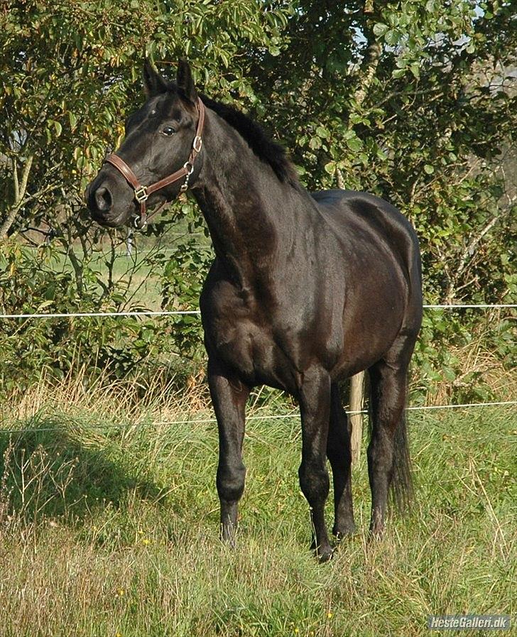 Anden særlig race Bornhøfts Black Luc billede 5