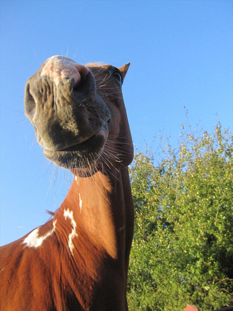 Pinto Sasha billede 6