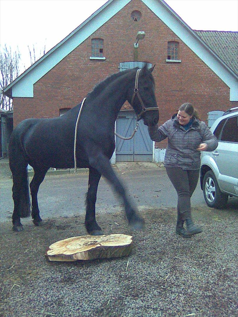Frieser Koop fant Sudein - klikkertræning billede 2