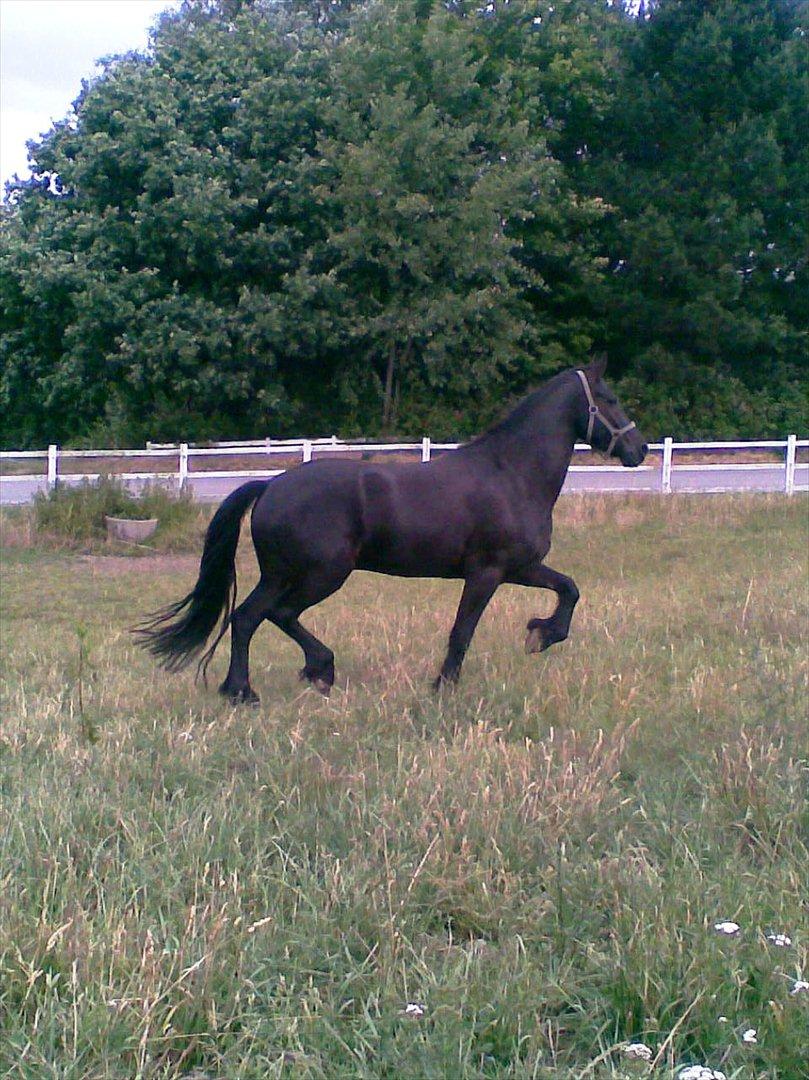 Frieser Koop fant Sudein billede 3