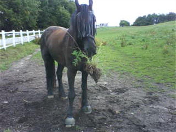 Frieser Koop fant Sudein - kooper kommer med blomster til sin mor ;-P billede 5