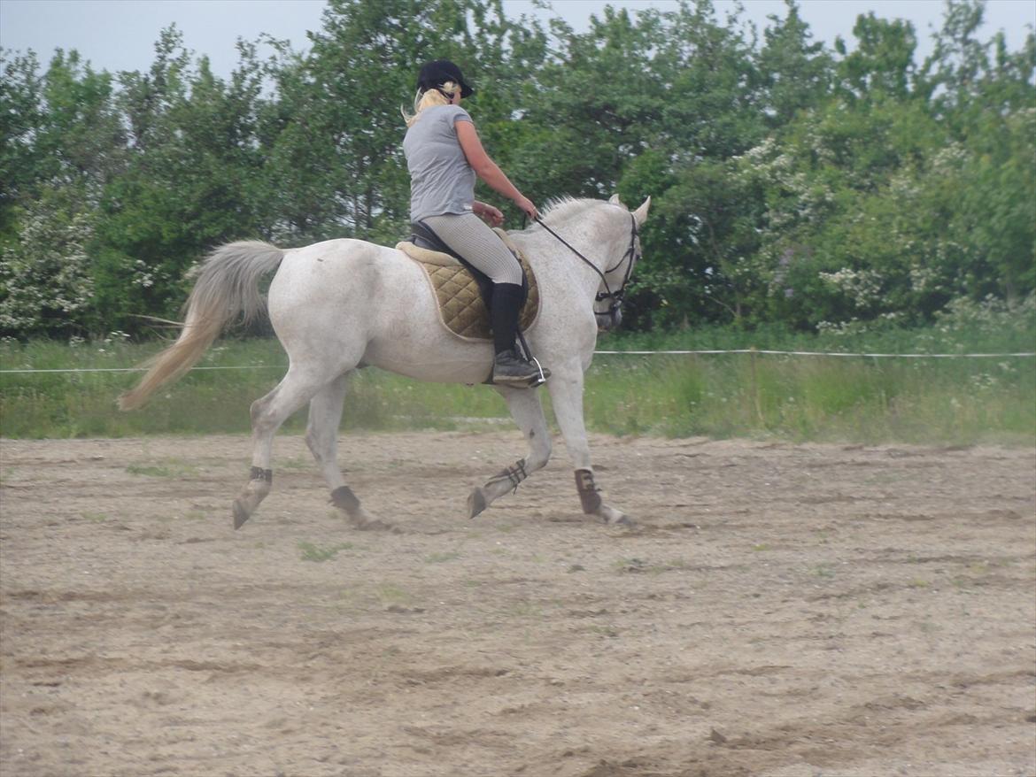 Anden særlig race Prins billede 20
