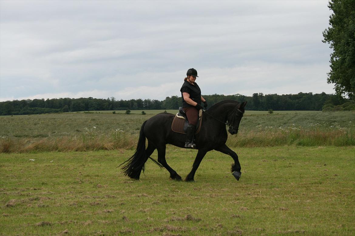 Frieser Koop fant Sudein - dressur på marken billede 7
