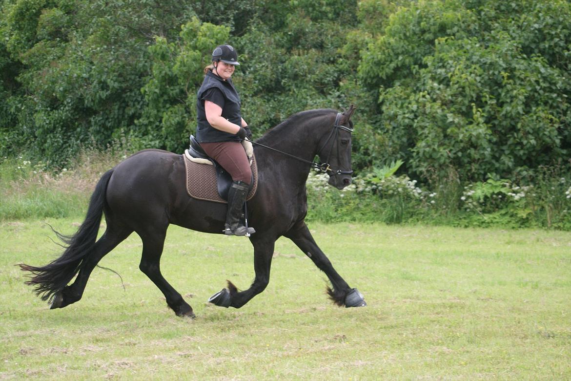 Frieser Koop fant Sudein - dressur på marken2 billede 8