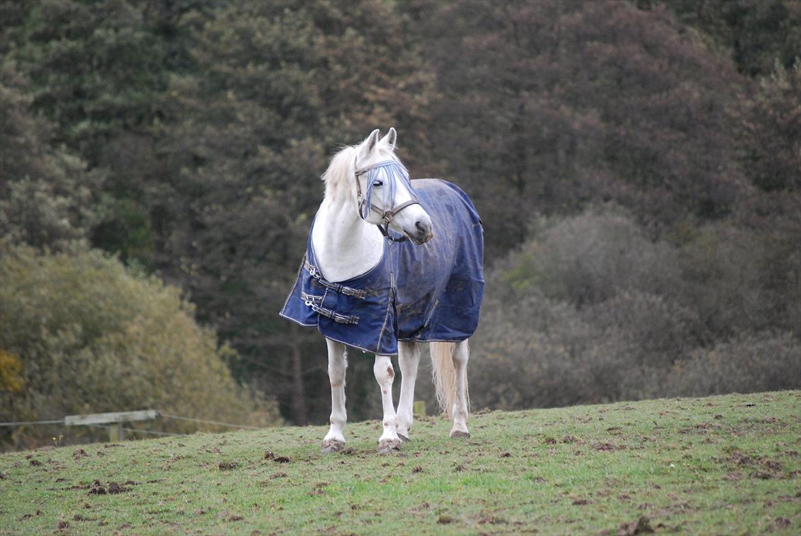 Anden særlig race Miss Chili R.I.P 2/2-12:'(<3 - Smukke Pony!<3<3<3I love you pony you are in my heart and that will you all time be and a day without you is like a year without rain....<3 billede 5