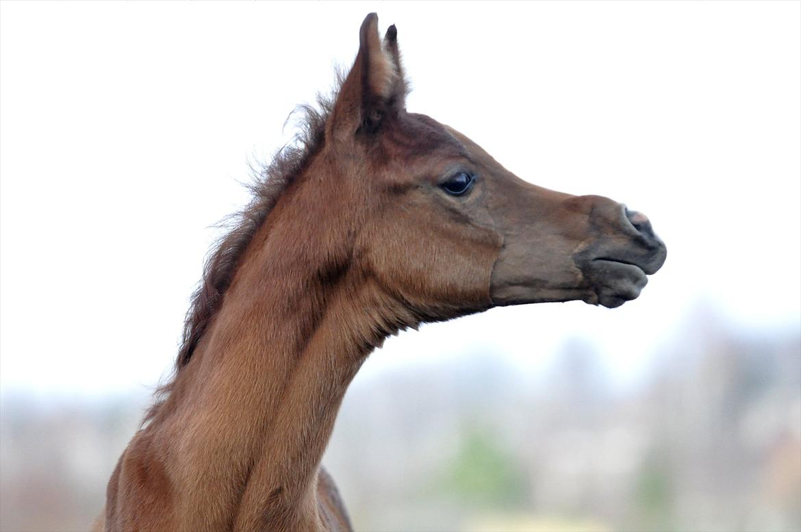 Arabisk fuldblod (OX) Elandro billede 1