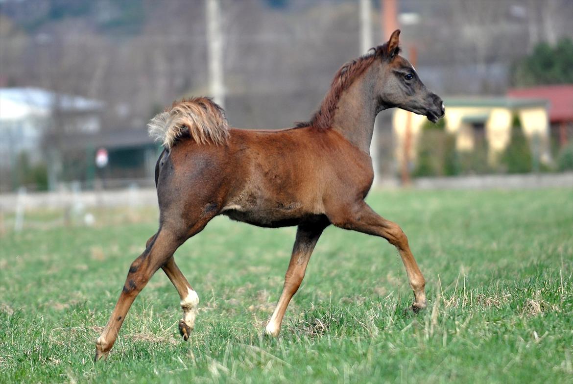 Arabisk fuldblod (OX) Elandro billede 6