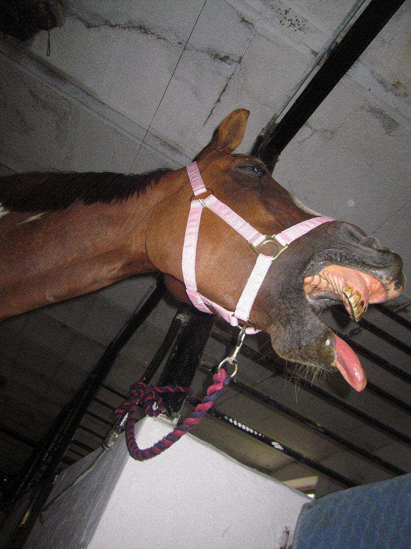 Pinto Sasha billede 7