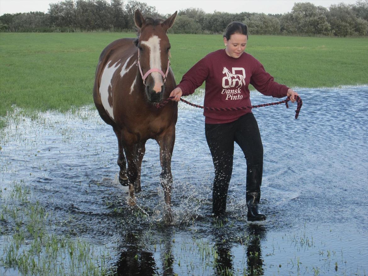 Pinto Sasha billede 10