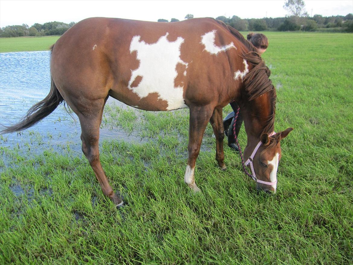 Pinto Sasha billede 11